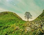 Aesthetic Sycamore Gap Paint By Numbers
