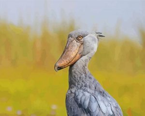 Grey Shoebill Paint By Numbers