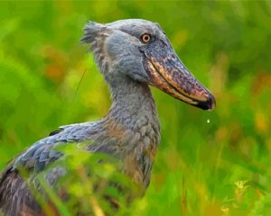Aesthetic Shoebill Bird Paint By Numbers