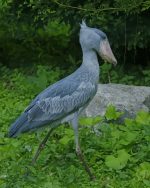 Shoebill Stork Paint By Numbers