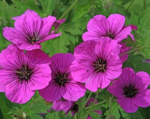 Pink Geranium Paint By Numbers