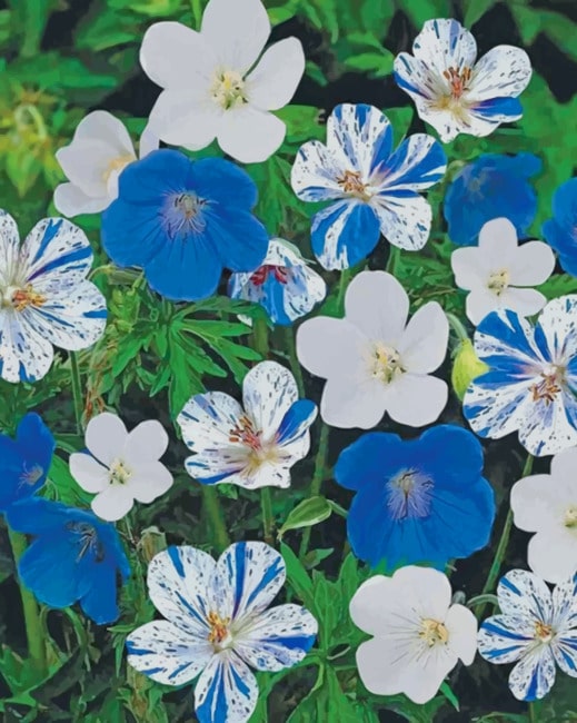 Hardy Geranium Paint By Numbers