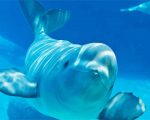 Beluga Whale Paint By Numbers
