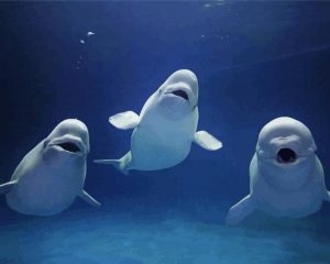 Beluga Whales Animals Paint By Numbers