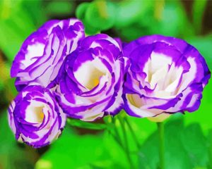 Purple Lisianthus Flowers Paint By Numbers