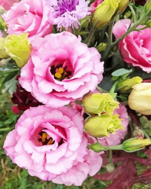 Pink Lisianthus Flowers Paint By Numbers