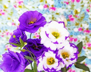 Lisianthus Flowers Paint By Numbers