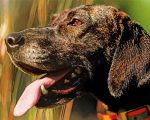 Plott Hound Side Profile Paint By Numbers