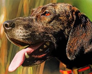 Plott Hound Side Profile Paint By Numbers