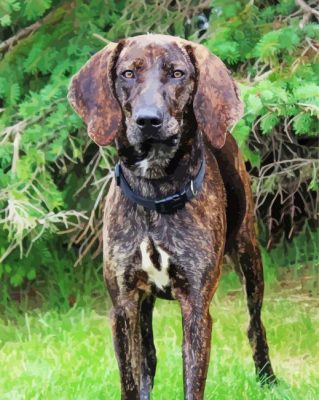 Plott Hound Dog Paint By Numbers 