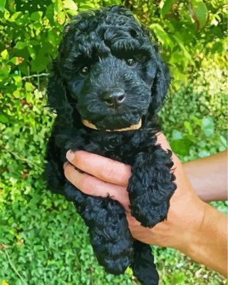 Black Cockapoo Puppy Paint By Numbers