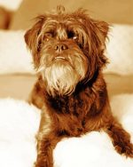 Black And White Affenpinscher Paint By Numbers