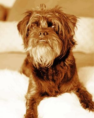 Black And White Affenpinscher Paint By Numbers