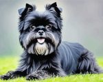 Cute Affenpinscher Paint By Numbers