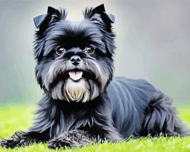 Cute Affenpinscher Paint By Numbers