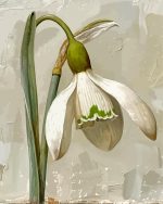 White Galanthus Flower Paint By Numbers