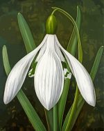 Galanthus Flower Paint By Numbers
