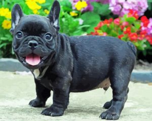 Black French Bulldog Dog Paint By Number
