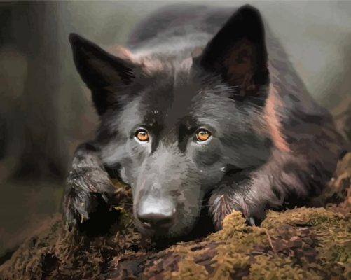 Black German Shepherd Dog Paint By Number