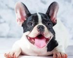 Happy French Bulldog Paint By Numbers
