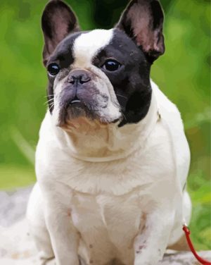 Black And White French Bulldog Paint By Number