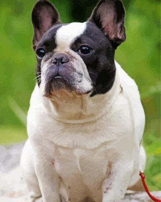 Black And White French Bulldog Paint By Number