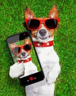 Dog Taking Selfie Canada Paint By Number