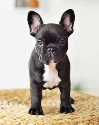 French Bulldog In Black And White Paint By Number