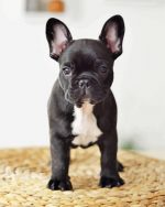 French Bulldog In Black And White Paint By Number