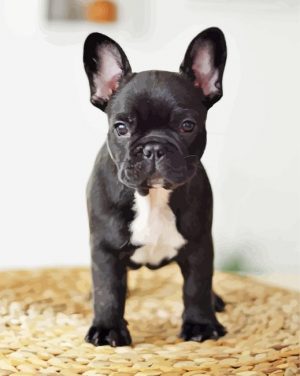 French Bulldog In Black And White Paint By Number