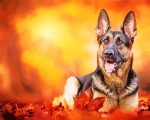 German Shepherd Autumn Paint By Number