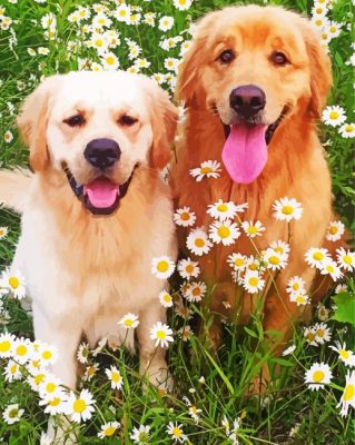 Golden Retrievers With Daisies Paint By Number