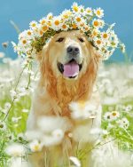 Golden Retriever In Daisies Paint By Number