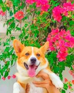 Pembroke Welsh Corgi Paint By Numbers