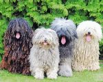 Puli Sheepdogs Paint By Number