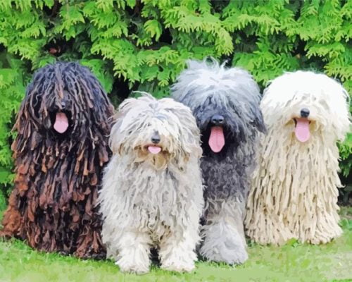 Puli Sheepdogs Paint By Number