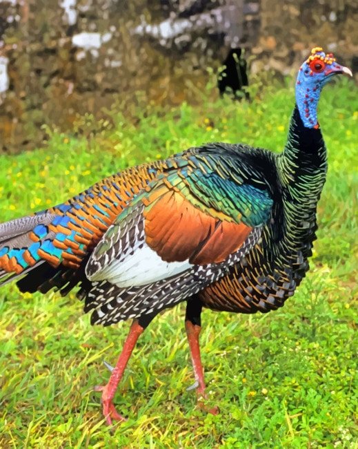 Turkey Bird Paint By Number