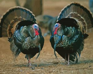 Turkey Birds Paint By Number