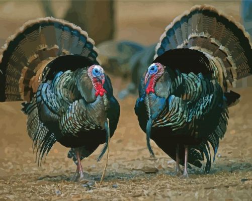 Turkey Birds Paint By Number