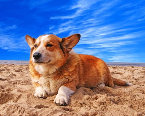 Welsh Corgi Dog Paint By Number