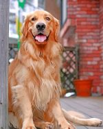 Aesthetic Golden Retriever Paint By Number