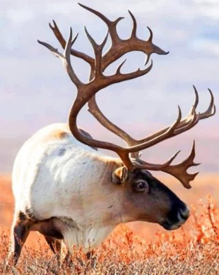 Alaskan Moose In A Field Paint By Numbers 