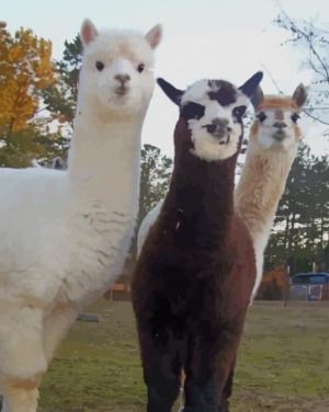 Alpaca And Llama Paint By Number