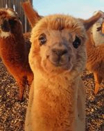Alpaca Smiling Paint By Number art