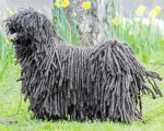 Black Puli Sheepdog Paint By Numbers art