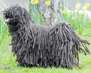 Black Puli Sheepdog Paint By Numbers art