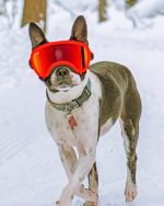 Boston Terrier In The Snow Paint By Number