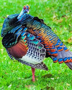 Turkey Bird Paint By Number
