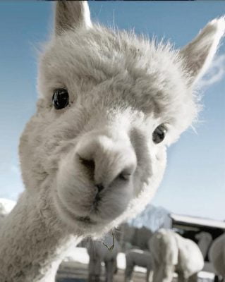 Cute Alpaca Paint By Numbers art