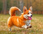 Cute Corgi Paint By Number